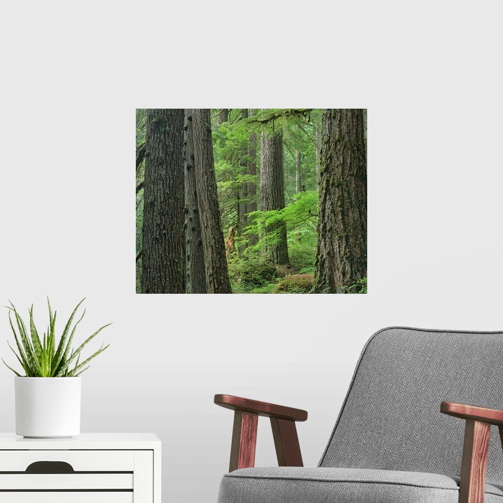 A modern room featuring Old growth forest of Western Red Cedar Grove of the Patriarchs, Washington