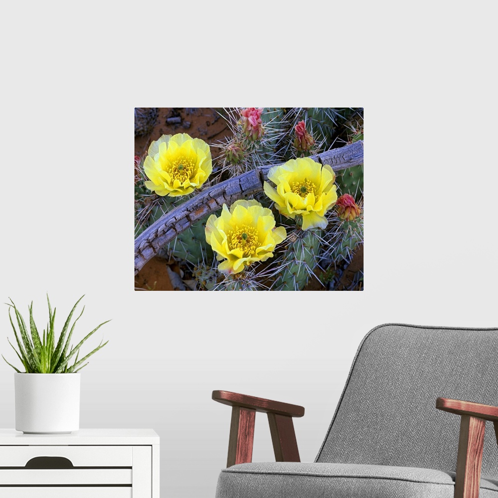 A modern room featuring Opuntia (Opuntia sp) cactus blooming, North America