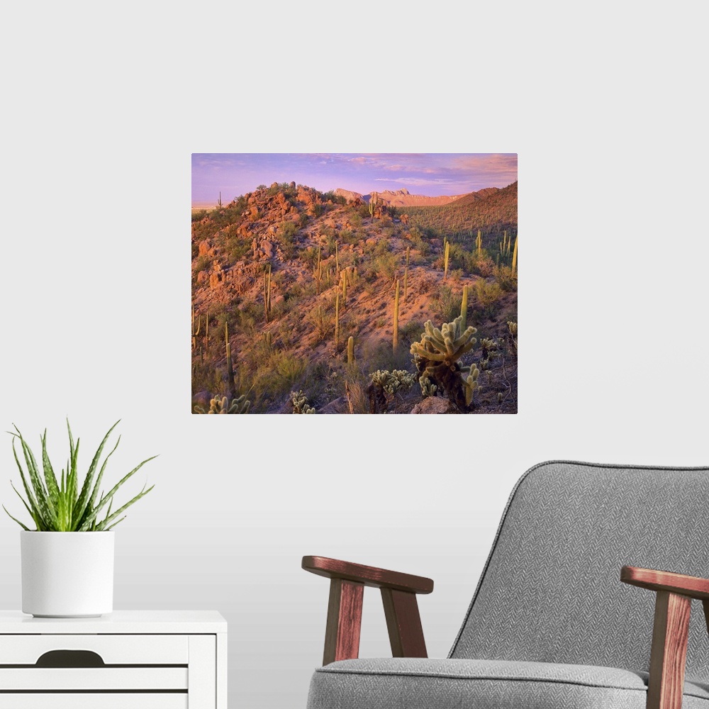 A modern room featuring Panther and Safford Peaks covered with Saguaro  and Teddybear Cholla Saguaro