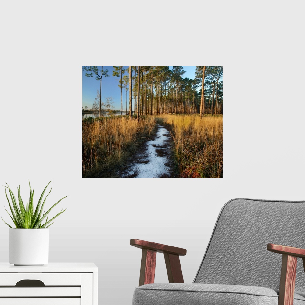 A modern room featuring Path through grasses and pines near marsh, Saint George Island, Florida