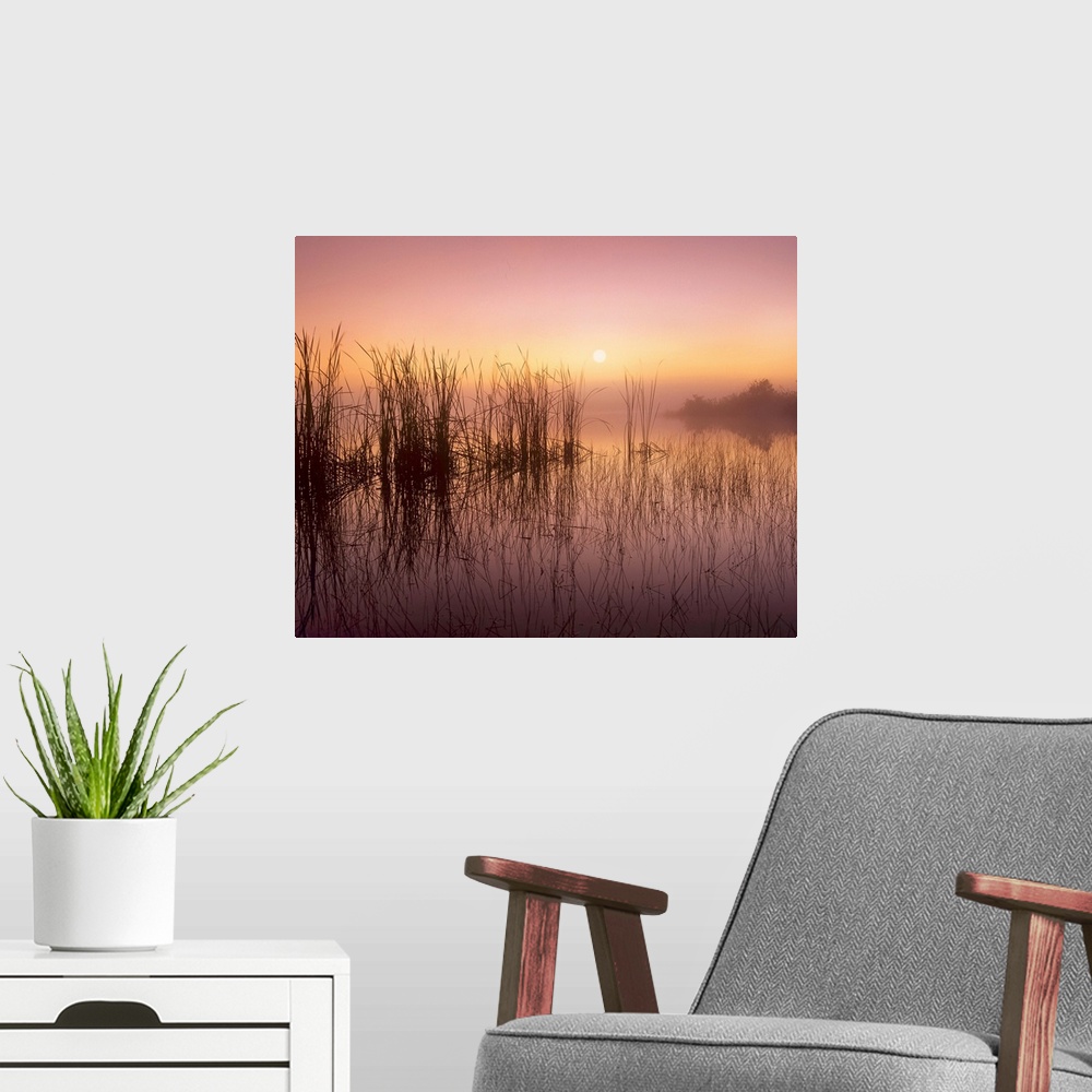 A modern room featuring Reeds reflected in Sweet Bay Pond at sunrise, Everglades National Park, Florida