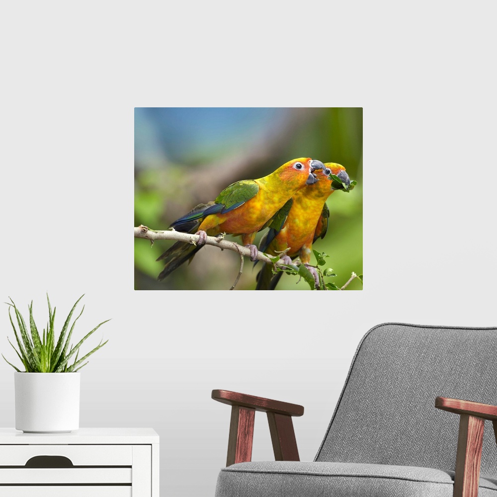 A modern room featuring Sun Parakeet (Aratinga solstitialis) pair feeding on leaves, native to South America