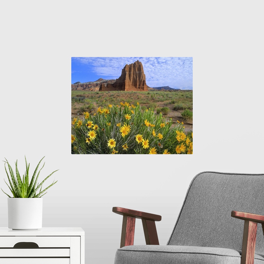 A modern room featuring Temple of the Sun with Common Sunflowers, Capitol Reef National Park, Utah