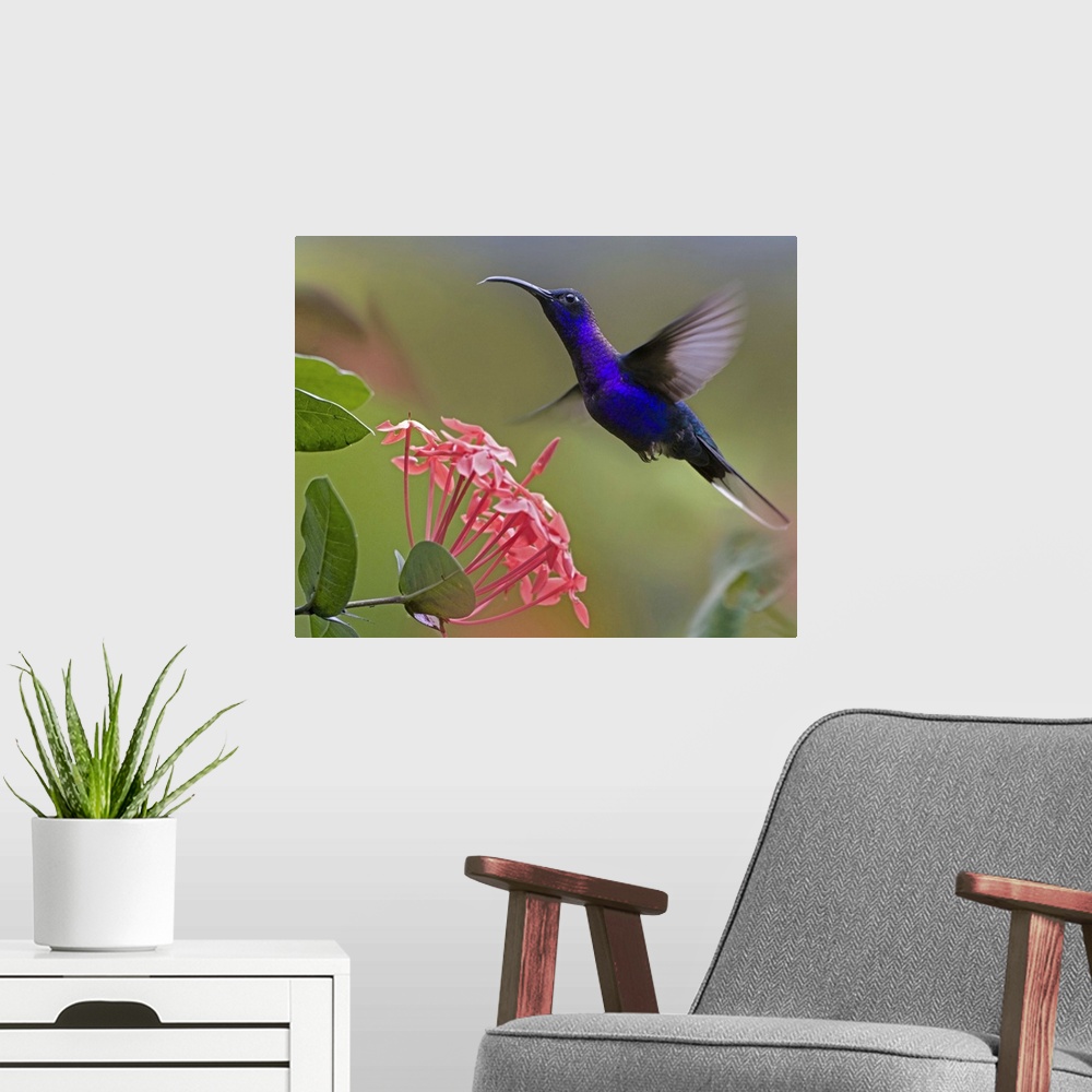 A modern room featuring Violet Sabre-wing male hummingbird feeding at flower, Costa Rica