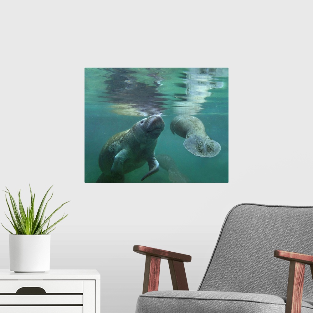 A modern room featuring West Indian Manatee  mother and calf surfacing, Crystal River, Florida