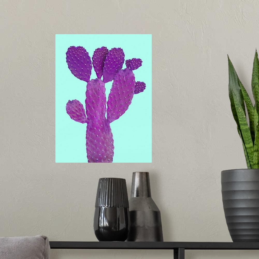 A modern room featuring Cactus on white backgraund