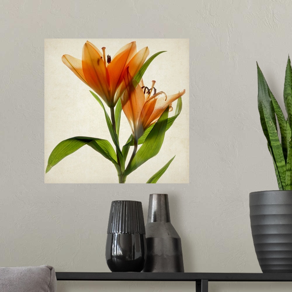 A modern room featuring Bright Lily A
