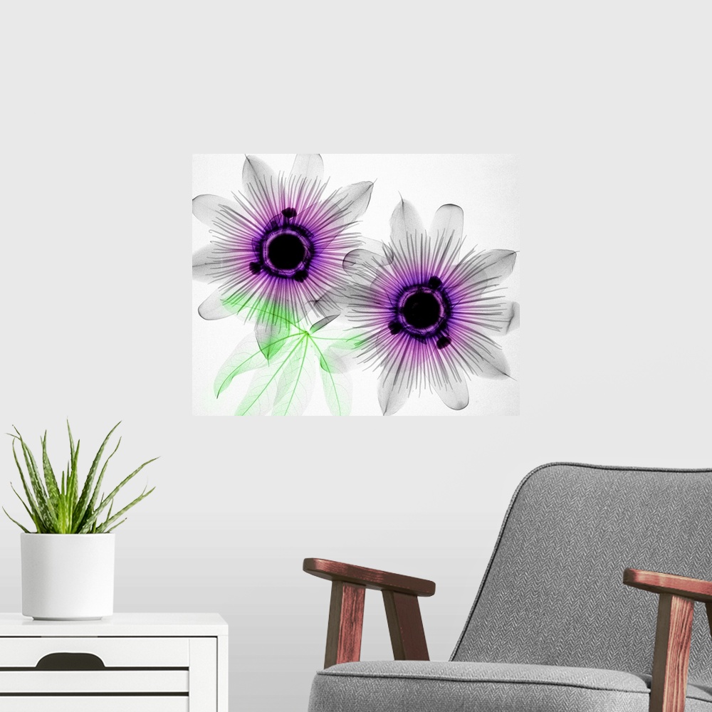 A modern room featuring Passion Flower