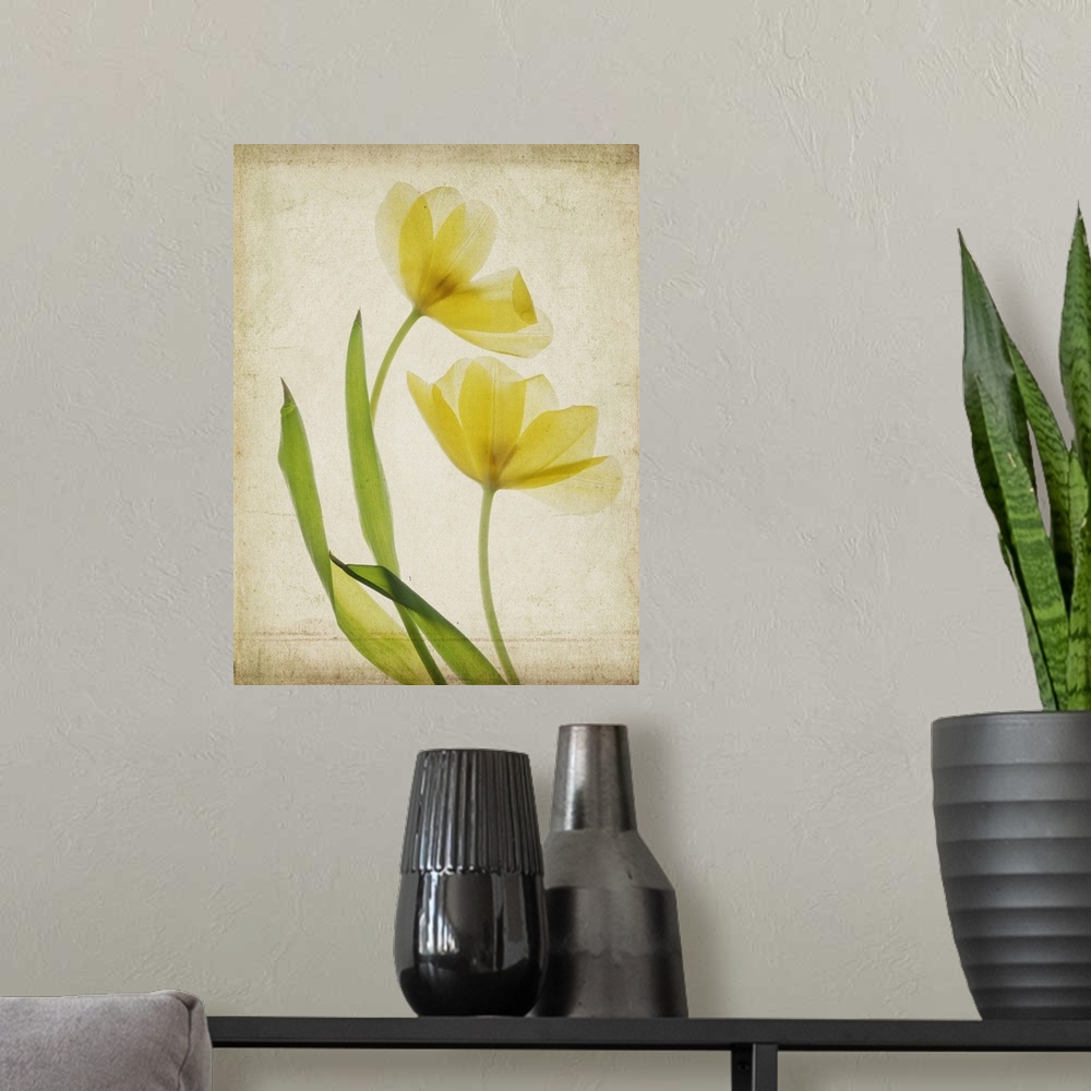 A modern room featuring Yellow Daffodils