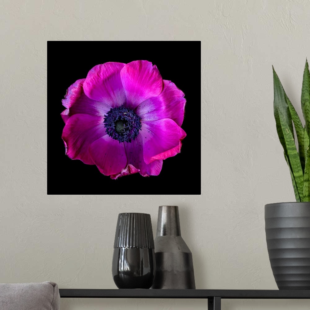 A modern room featuring Anemone