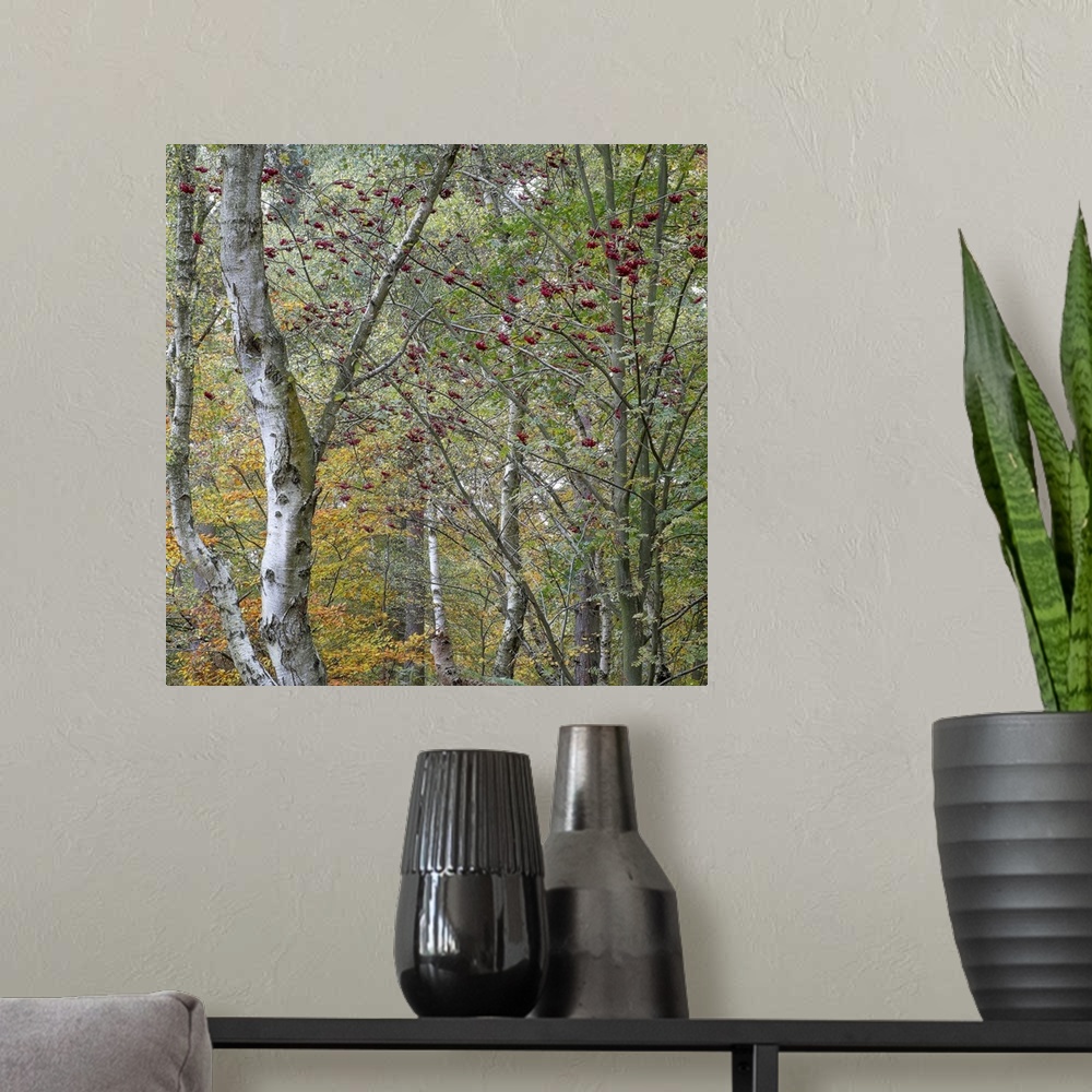 A modern room featuring A close up of trees on the turn to autumn fall colours of gold and yellow with greens and red ber...