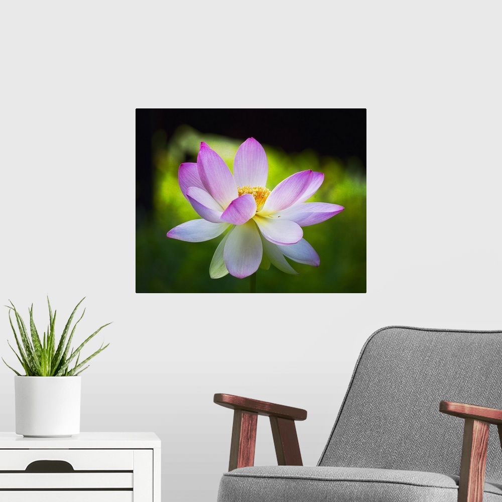 A modern room featuring A photograph of a close-up of a pink lotus in bloom.