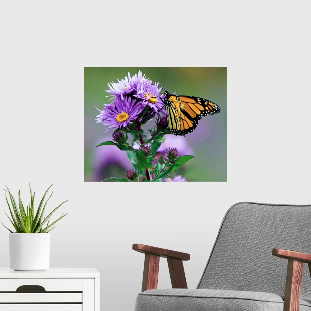A modern room featuring Autumn butterfly feeding on a wildflower.