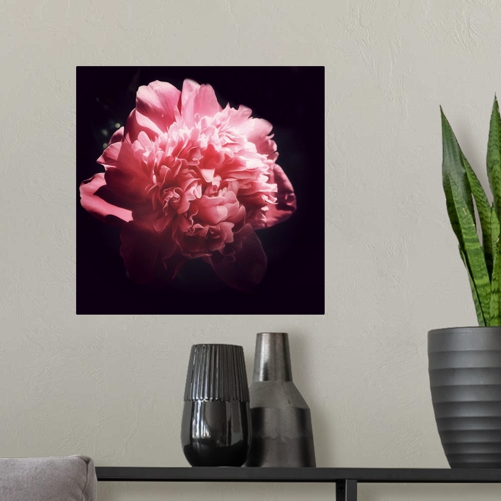 A modern room featuring Peony close-up on a black background