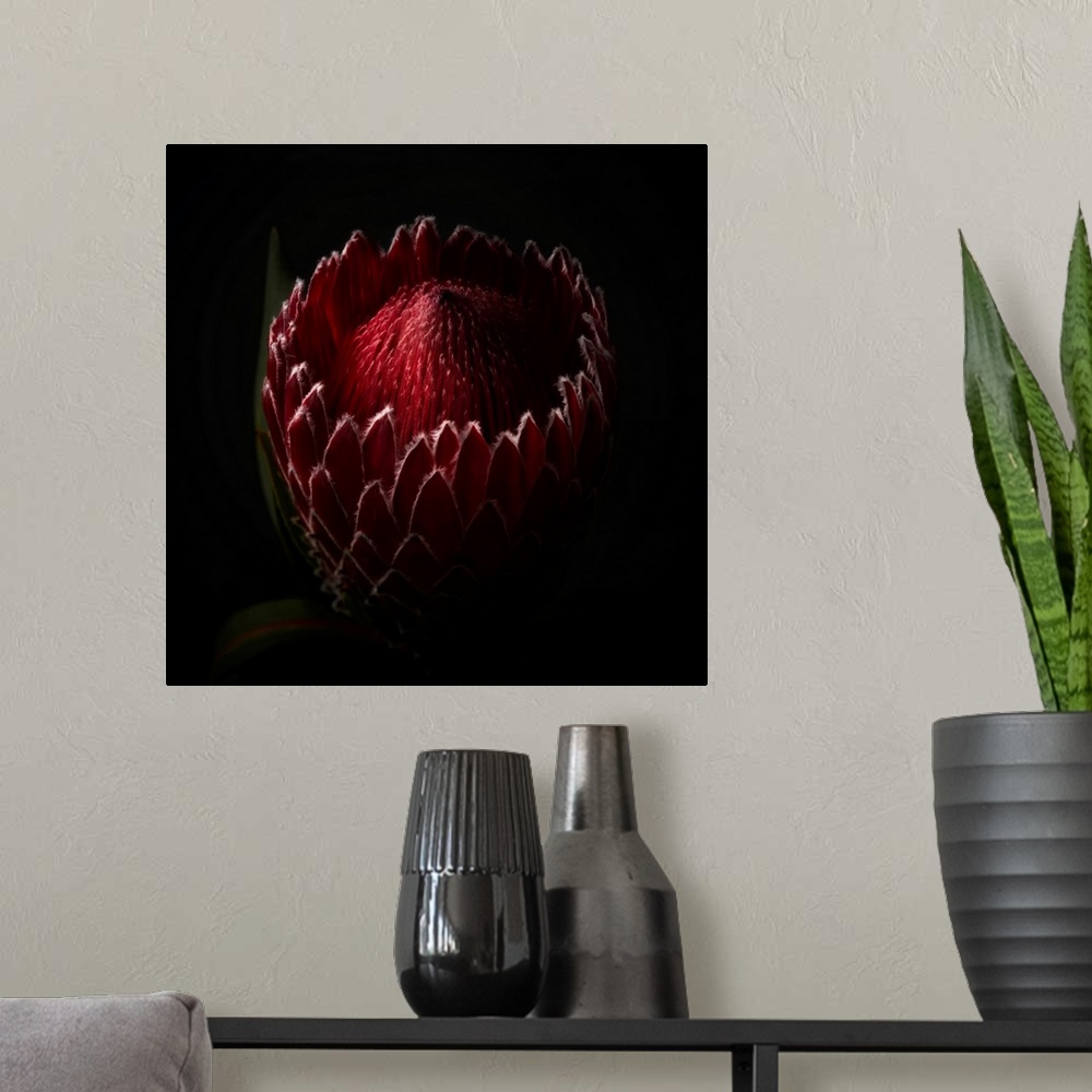 A modern room featuring Close Up View of a Red Protea Flower Head in Studio Light.