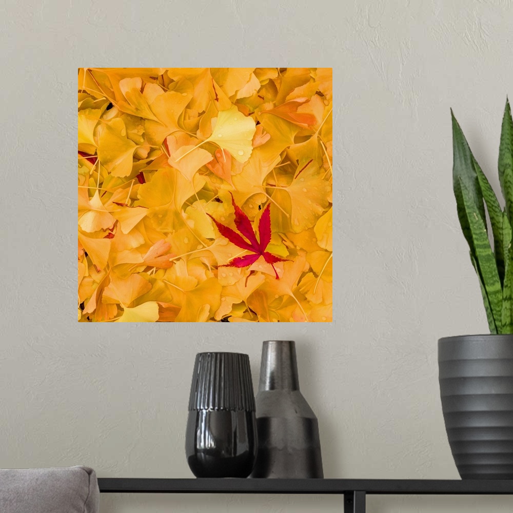 A modern room featuring A group of red maple and yellow gingko leaves on the ground.