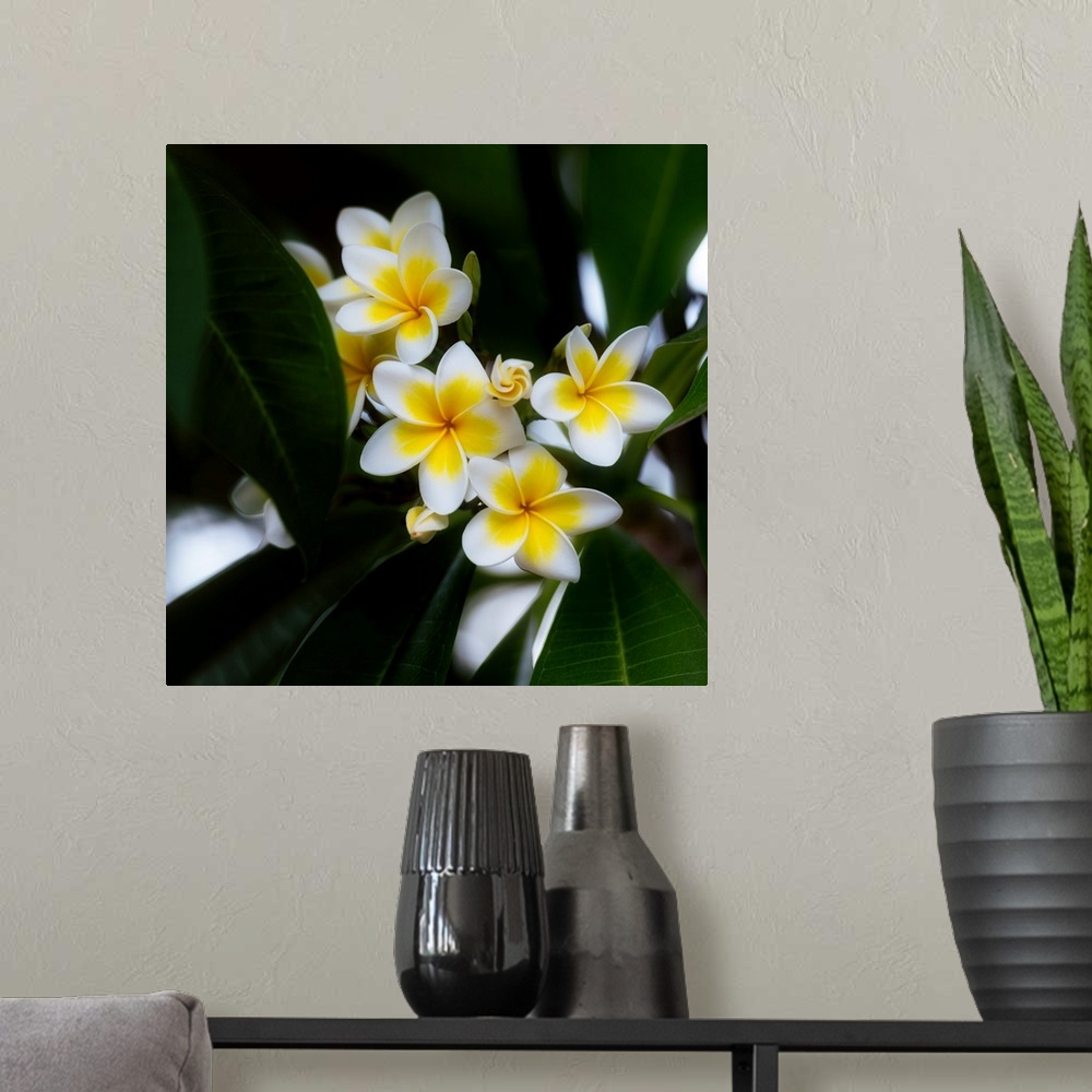 A modern room featuring Frangipane flower also called Plumeria, very common in Asia