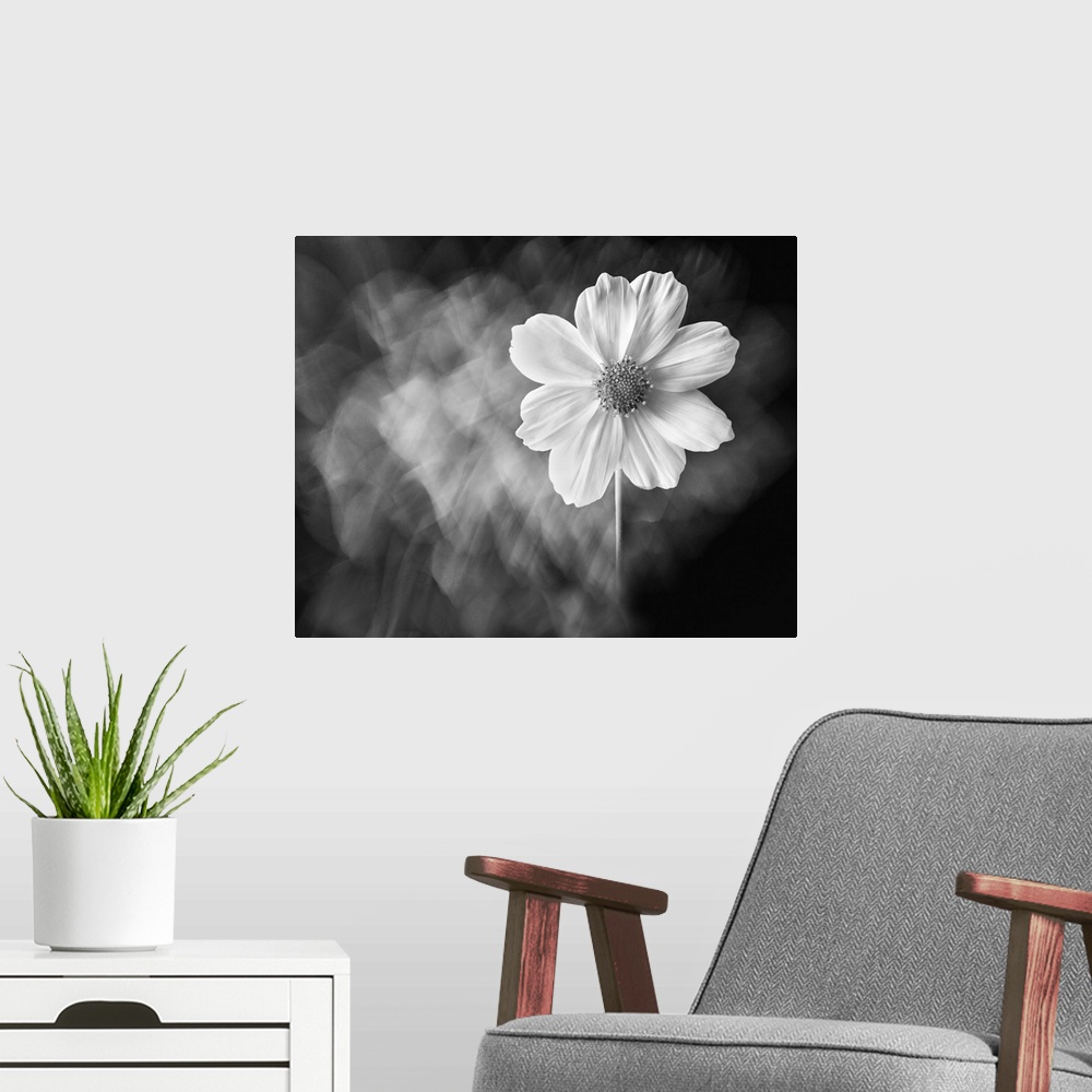 A modern room featuring 154 Portrait Of A Flower 3 7895