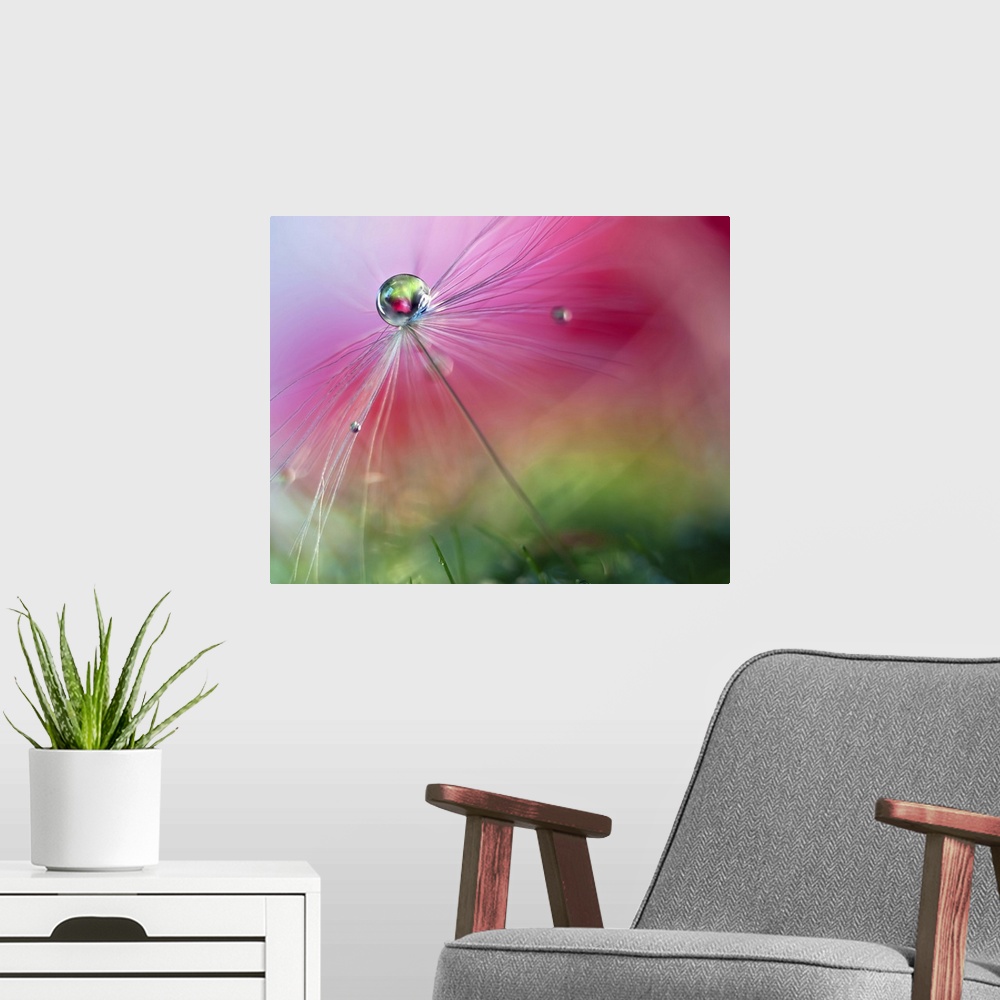A modern room featuring A macro photograph of a water droplet sitting atop a seed head against an abstract background.