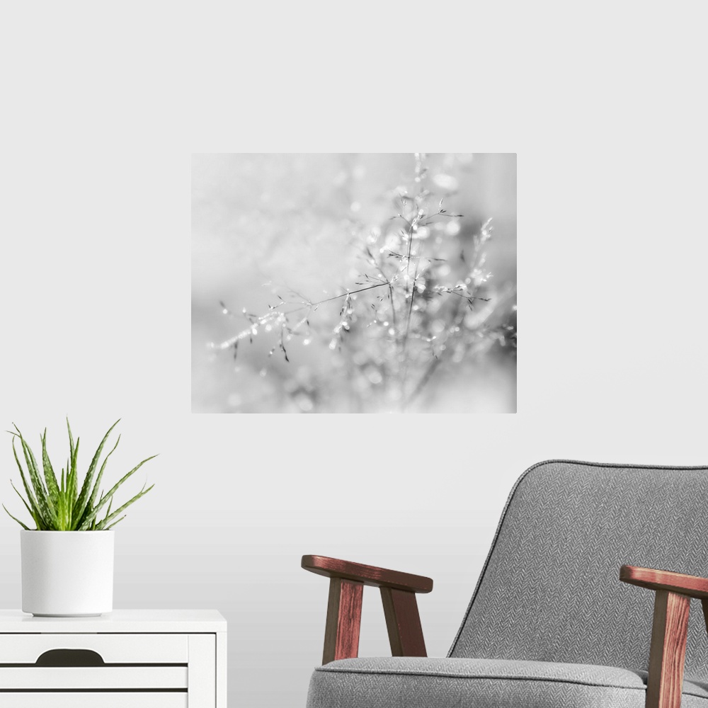 A modern room featuring A black and white macro photograph of thin floral stalks.