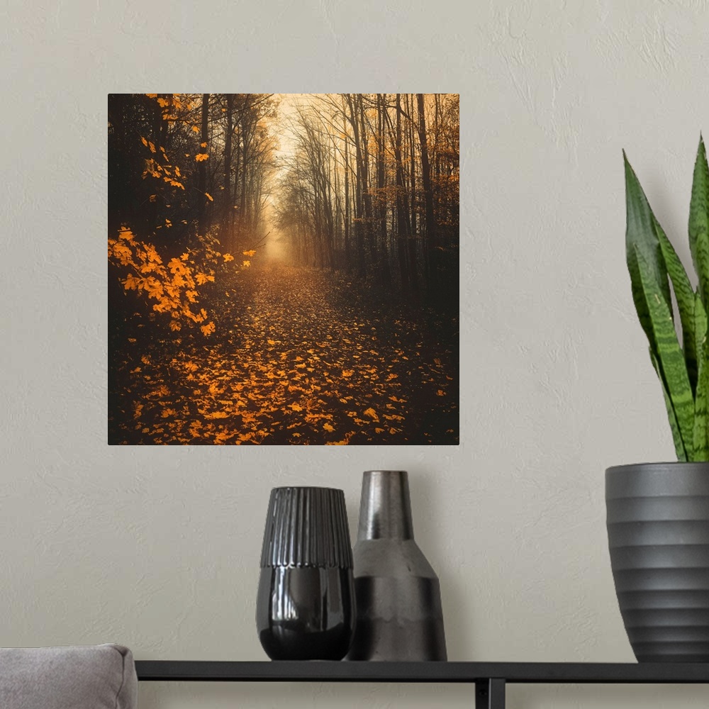 A modern room featuring Path in the forest during autumn