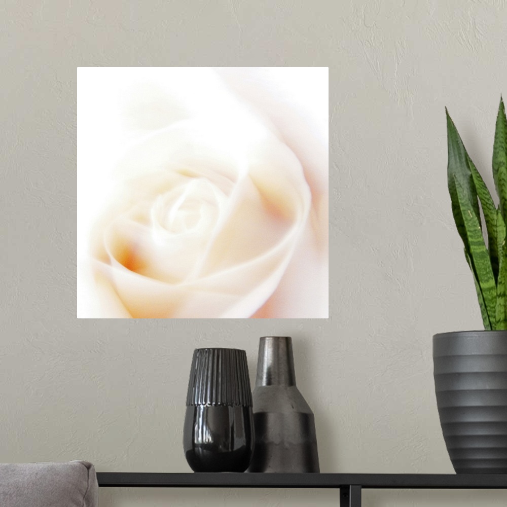 A modern room featuring A sunlit rose, a poem for light.