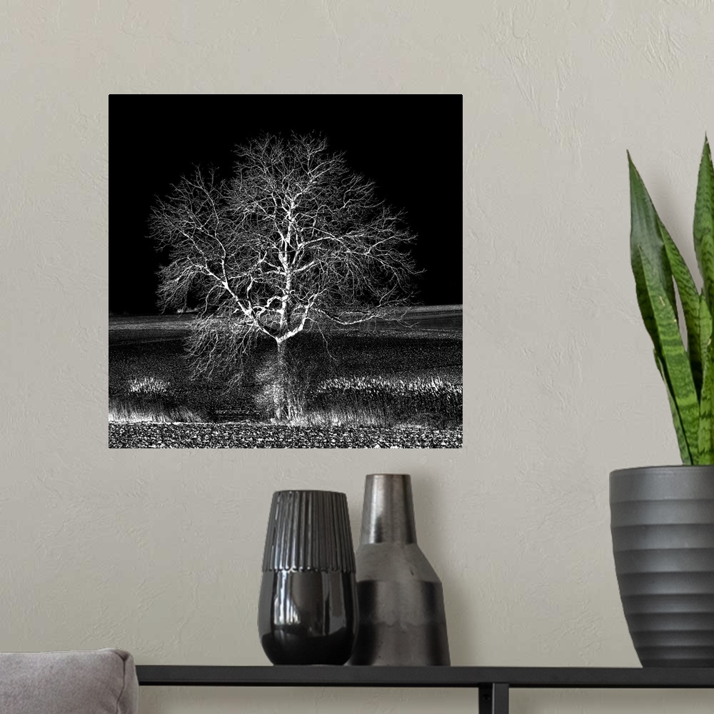 A modern room featuring A leafless tree in black and white