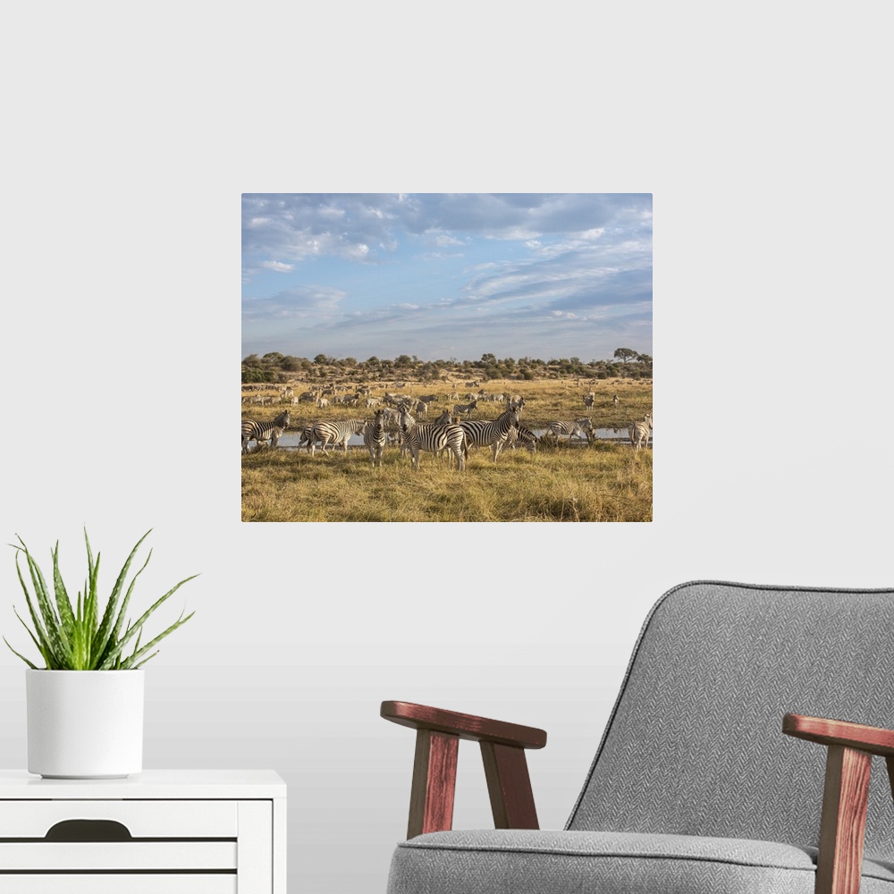A modern room featuring Part of one of the largest migrations of mammals in the world. Zebra arrive at the Boteti river i...
