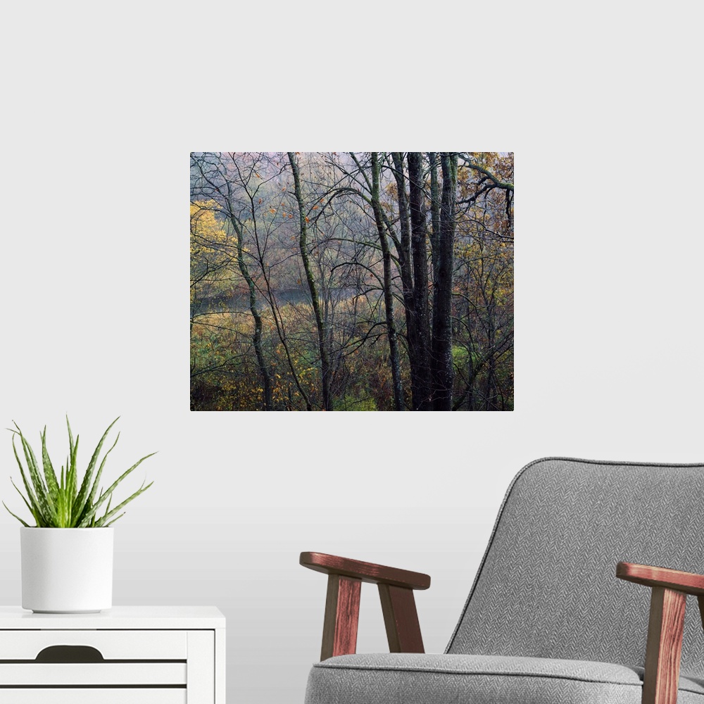 A modern room featuring Autumn color trees, Yellow River Forest, Iowa