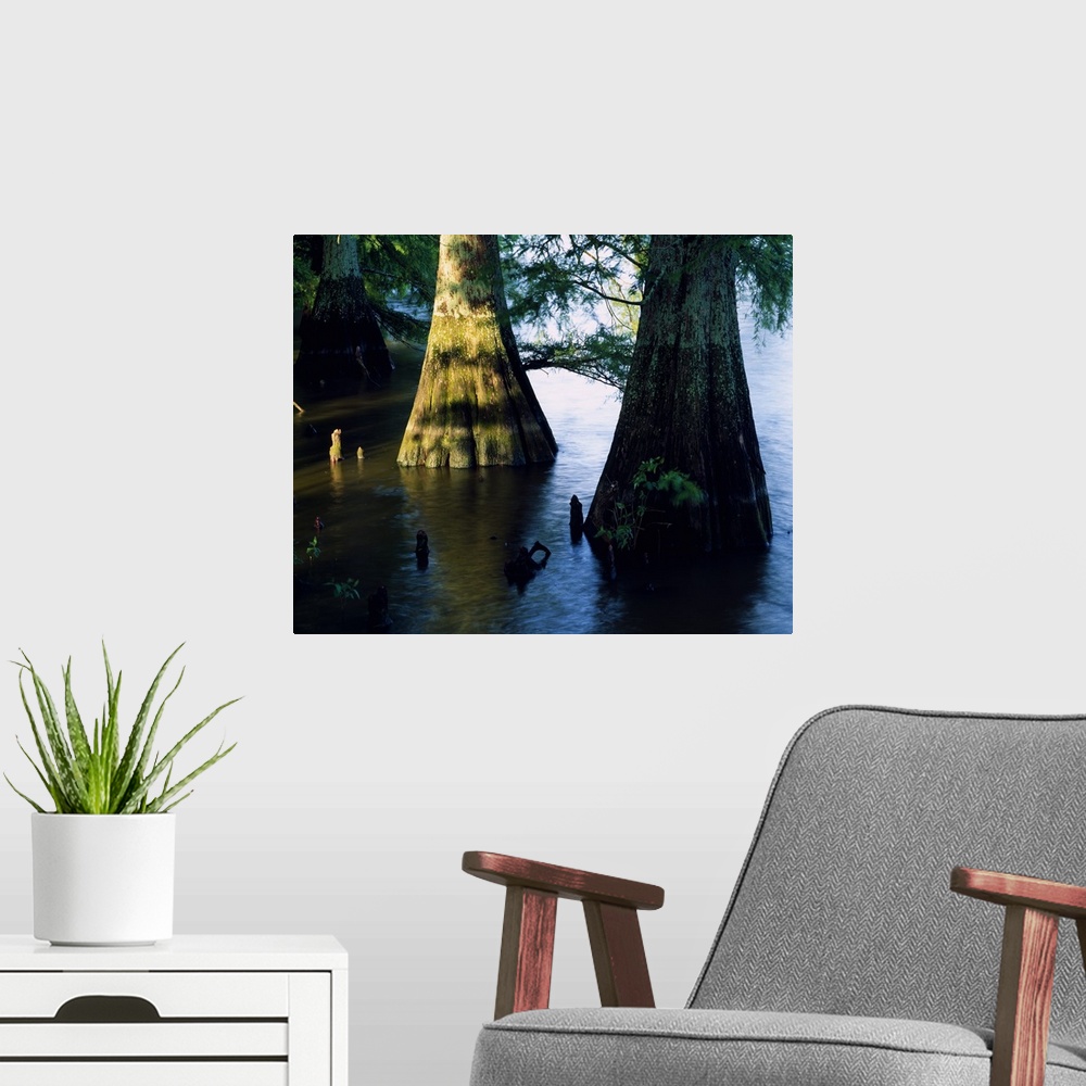 A modern room featuring Bald cypress trees (Taxodium distichum) in Lake Bolivar, close up, Mississippi