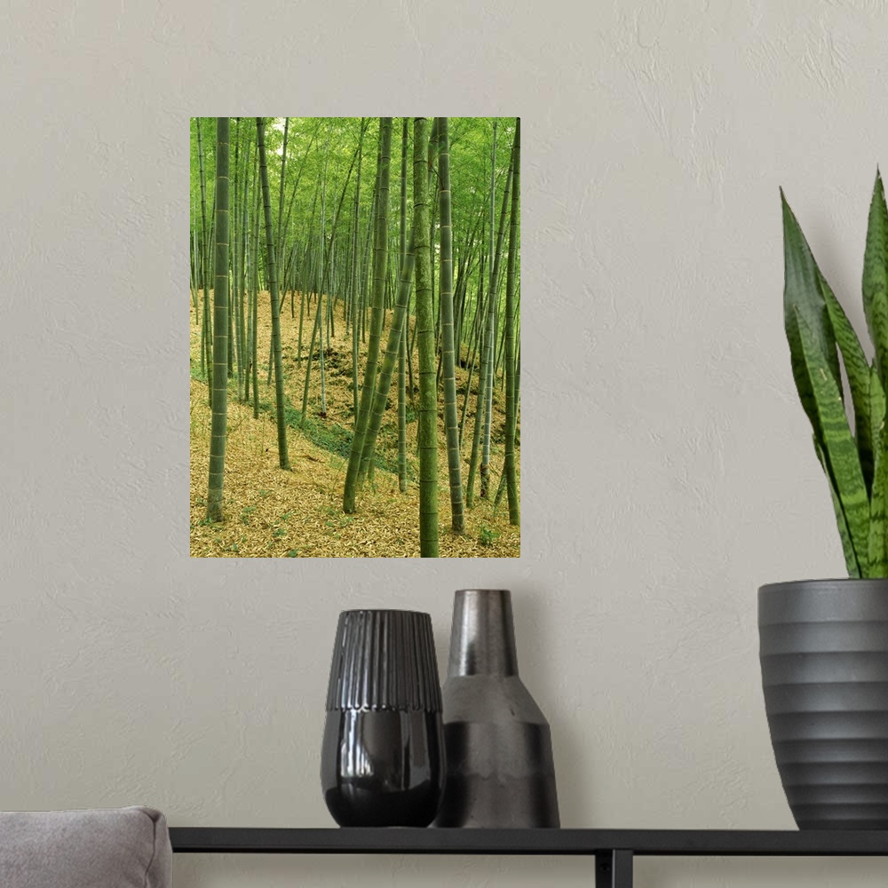 A modern room featuring Bamboo trees in a forest, Fukuoka, Kyushu, Japan