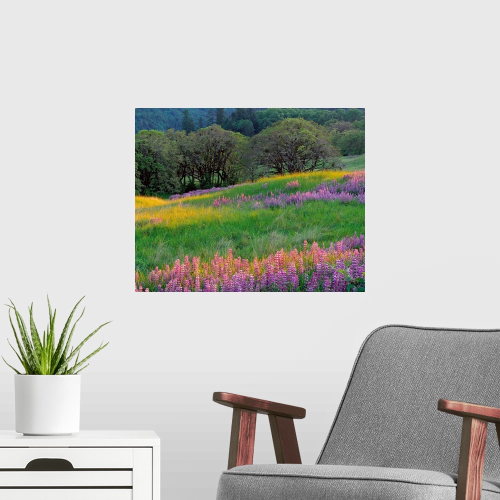 A modern room featuring Horizontal, large photograph of a grassy filed full of lupine flowers and oak trees.  A tree cove...