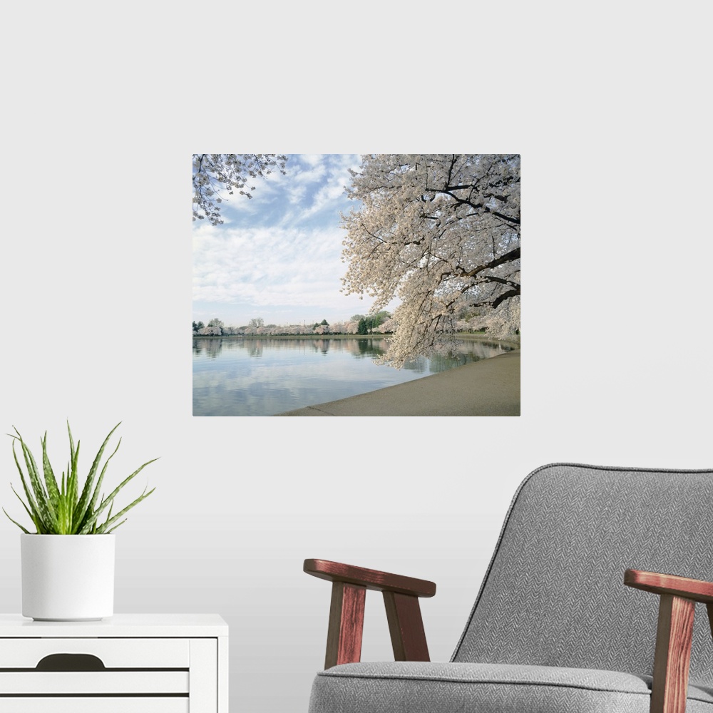 A modern room featuring Photograph of tree lined basin under a cloudy sky.  The flowering trees and clouds are reflected ...