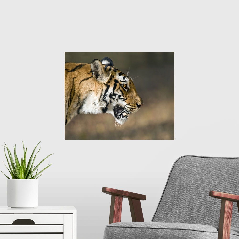 A modern room featuring Close up of a Bengal tiger Panthera tigris tigris Bandhavgarh National Park Umaria District Madhy...
