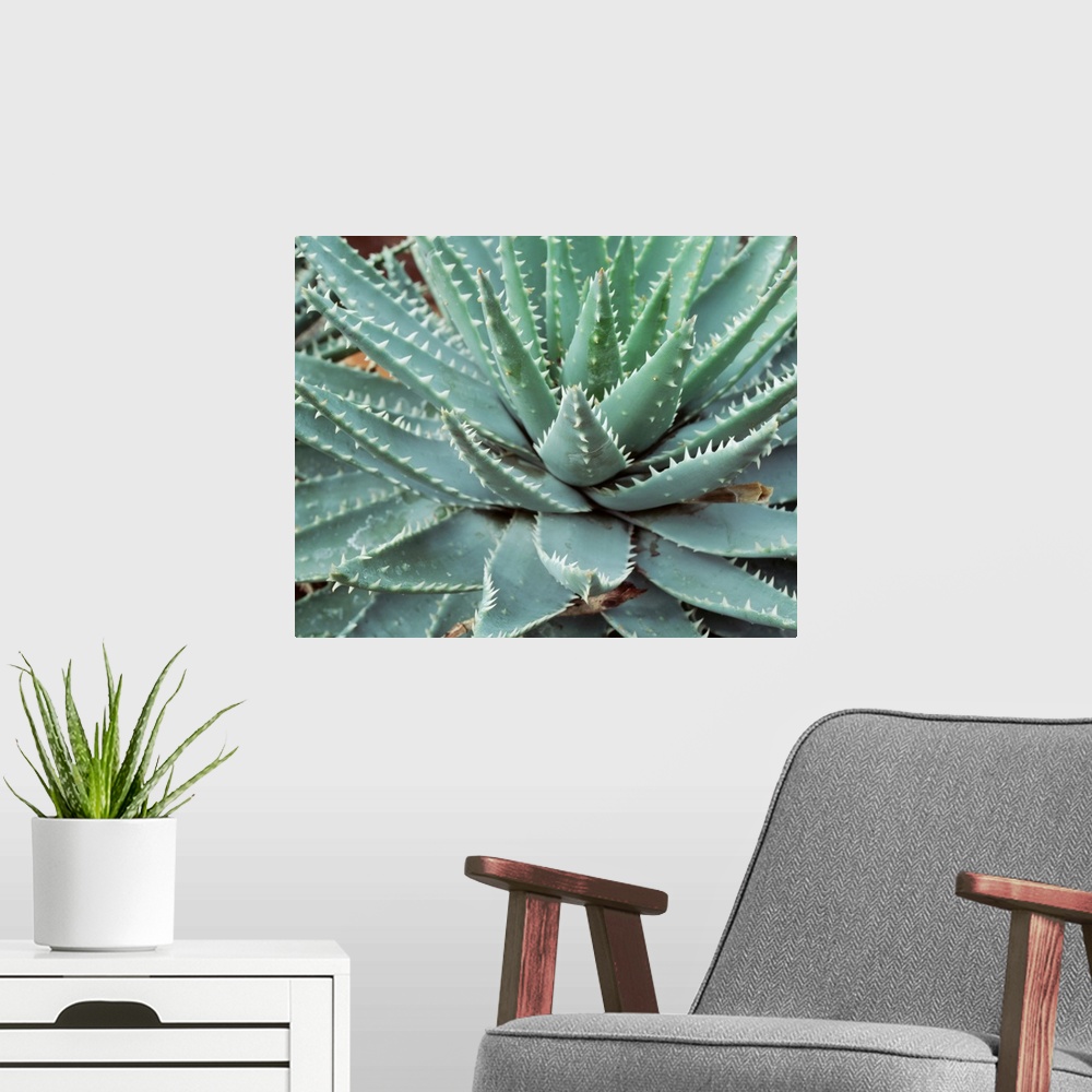 A modern room featuring Close-up of a cactus plant