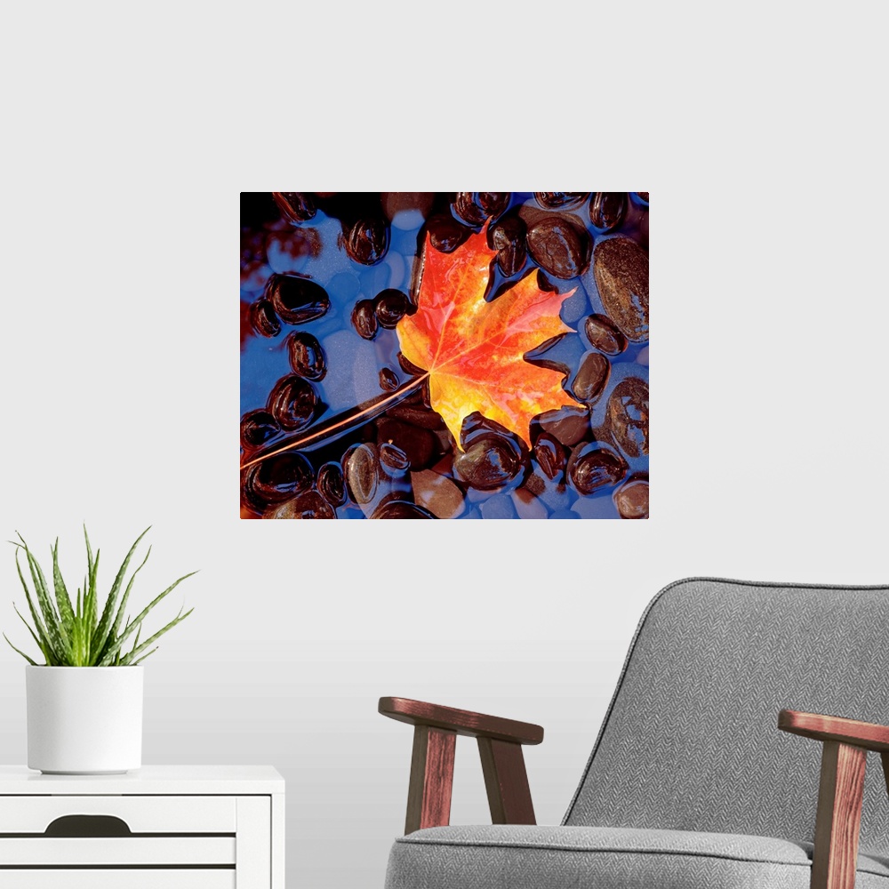 A modern room featuring Big wall art of an autumn toned leaf laying in water filled with smooth pebbles.