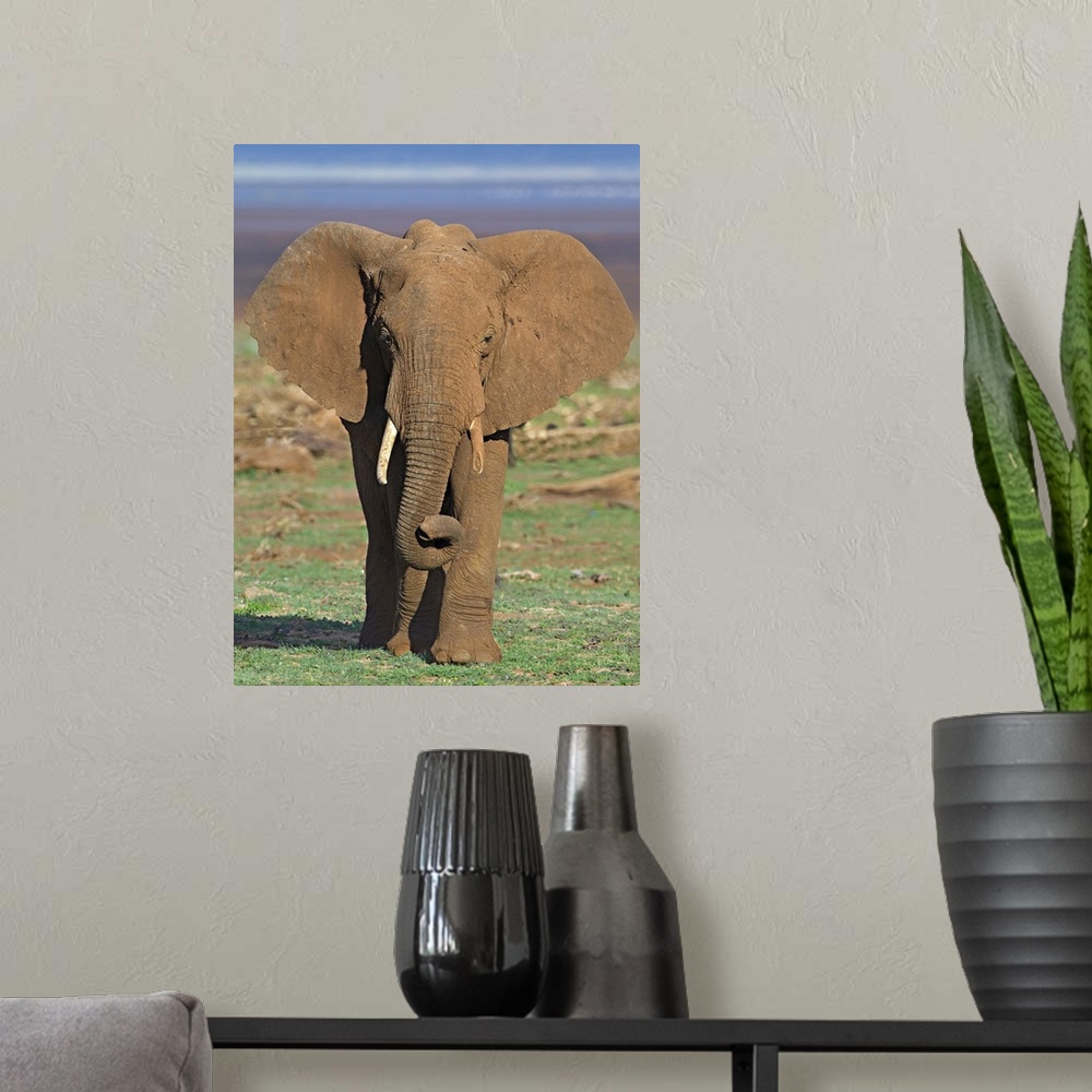 A modern room featuring Close-up of an African elephant walking in a field, Lake Manyara, Arusha Region, Tanzania (Loxodo...