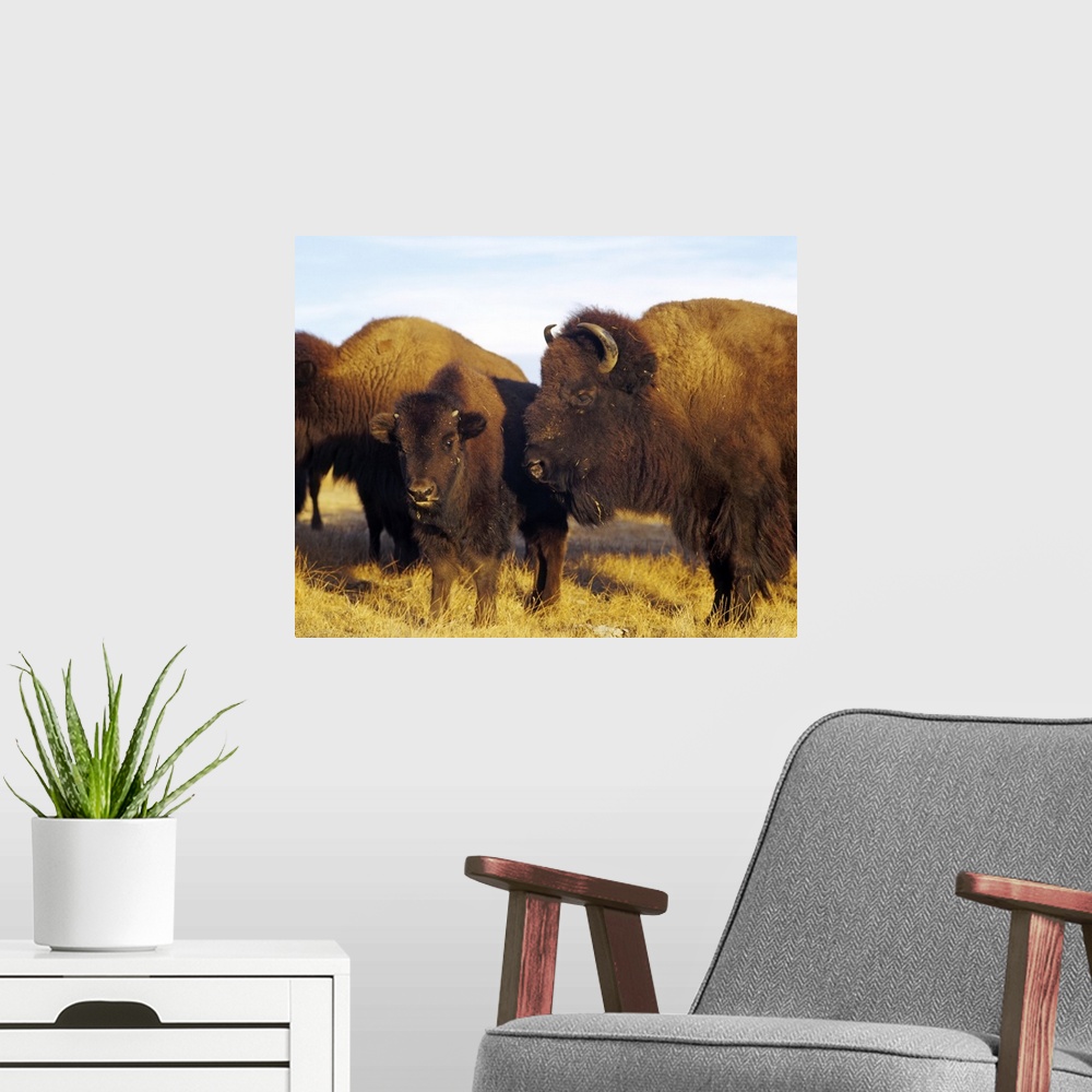 A modern room featuring Close-up of buffalos and a calf, Taos Pueblo, New Mexico