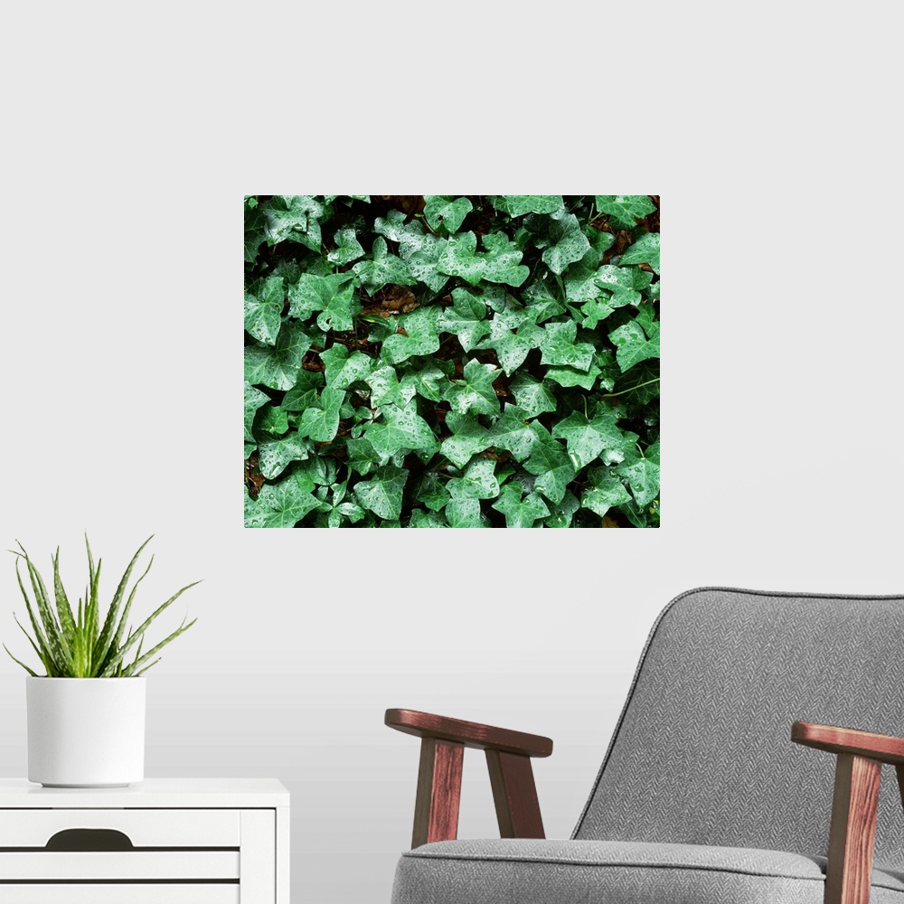 A modern room featuring Close-up of ivy leaves