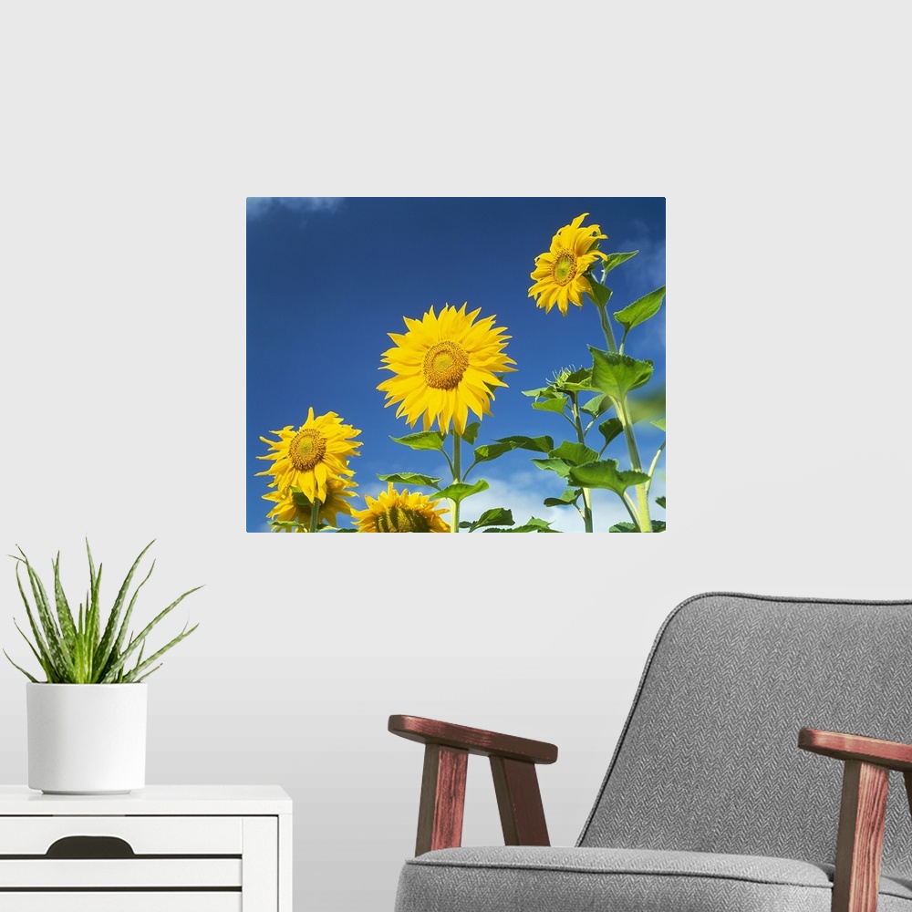 A modern room featuring Close up of sunflowers (Helianthus annuus), Japan