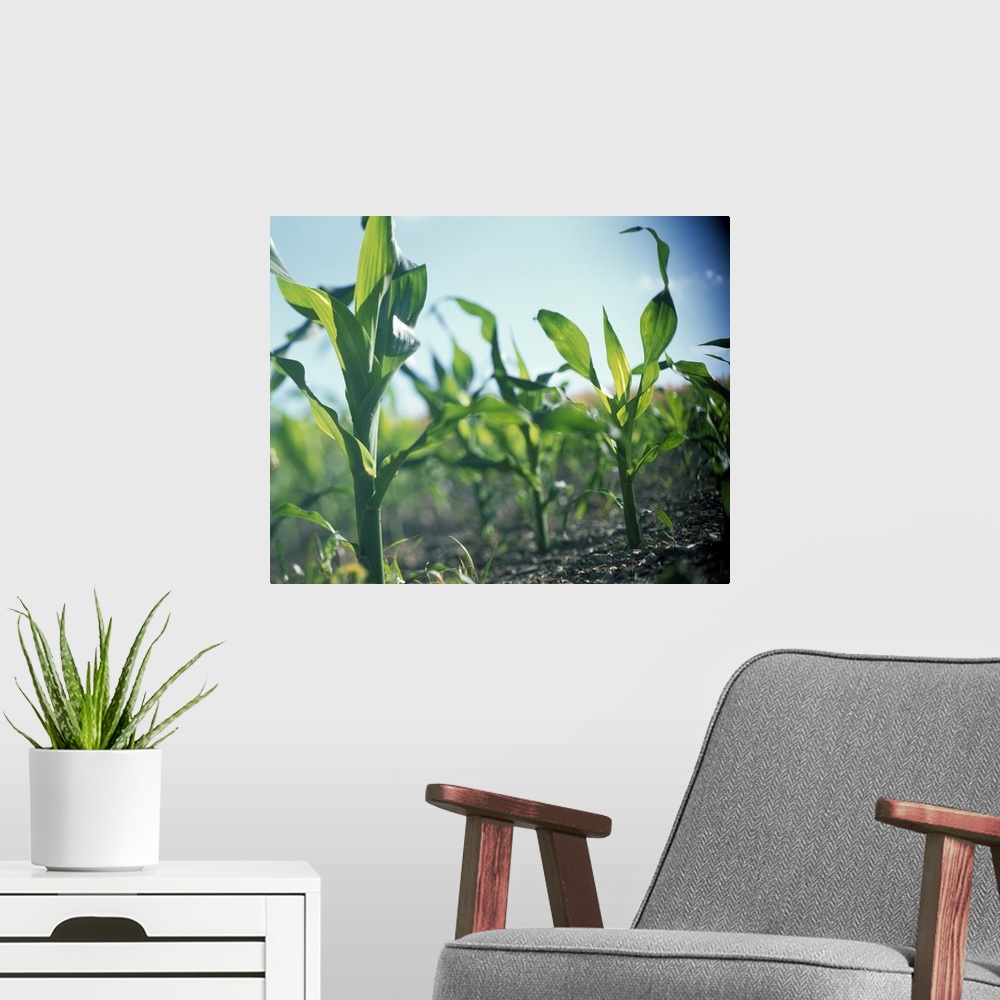 A modern room featuring Corn Stalks