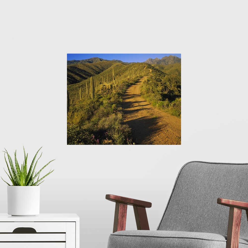 A modern room featuring Dirt road leading to a mountain, Tonto National Forest, Maricopa County, Arizona