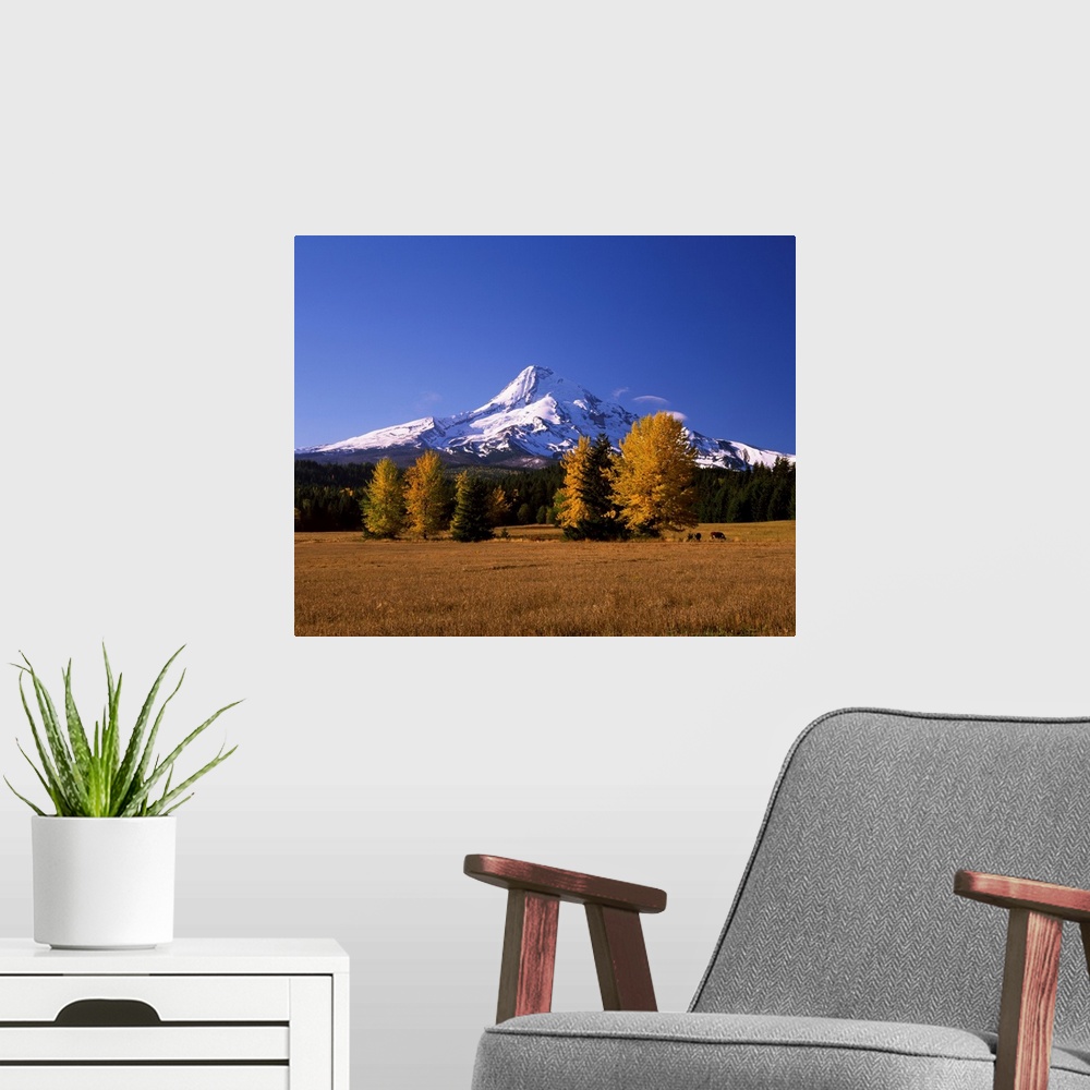 A modern room featuring Crop in a field with a mountain range in the background, Mt Hood, Upper Hood River Valley, Oregon...