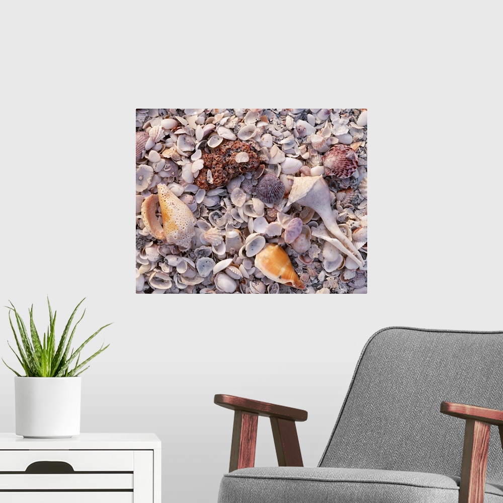 A modern room featuring Large photograph of assorted seashells in the sand on a beach in Sanibel Island, Florida in the G...