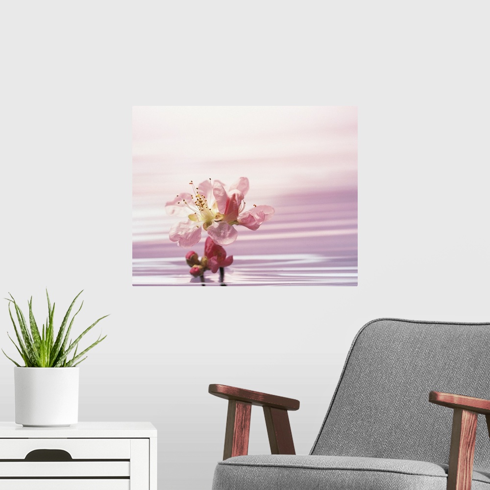 A modern room featuring Flower standing in pink water