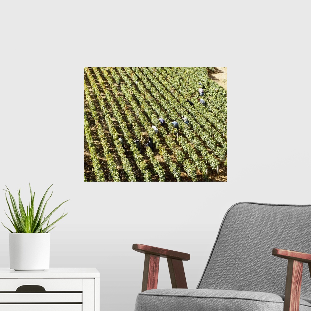A modern room featuring High angle view of manual workers picking grapes in a vineyard, Burgundy, France