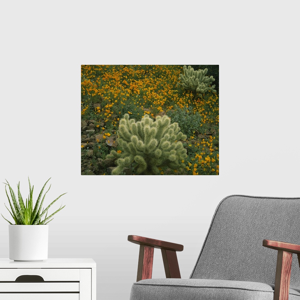 A modern room featuring High angle view of Mexican Gold Poppies (Eschscholzia mexicana) with Teddy Bear Cholla (Opuntia b...