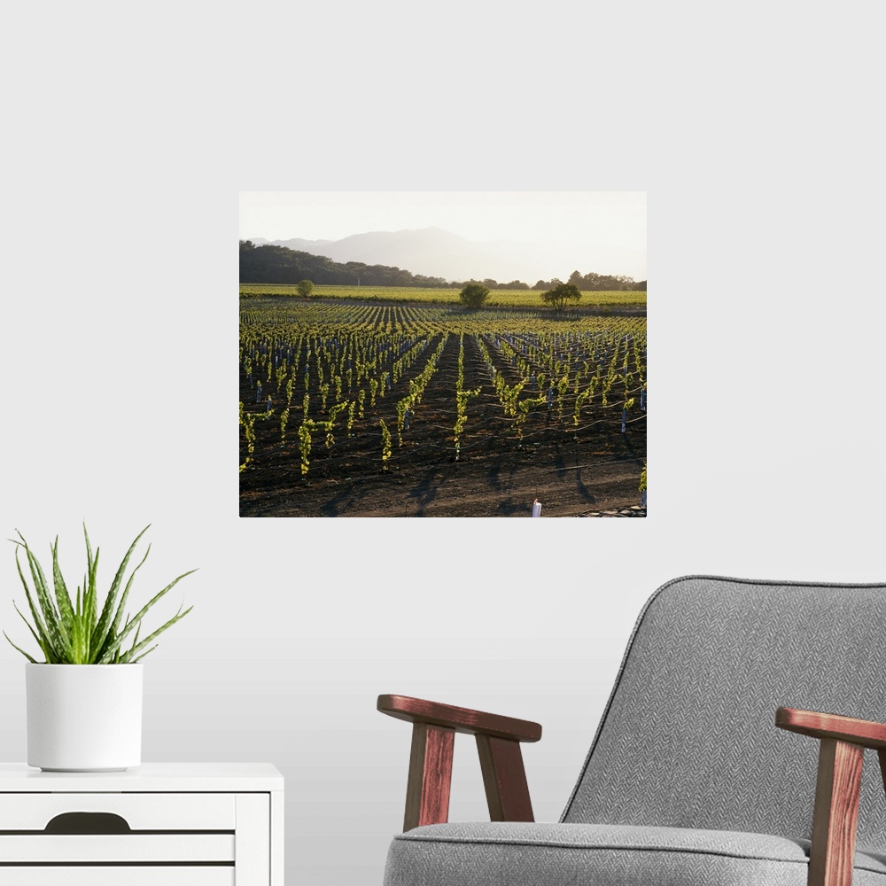 A modern room featuring High angle photo looking down at rows of grape vines growing in Napa Valley, California with the ...
