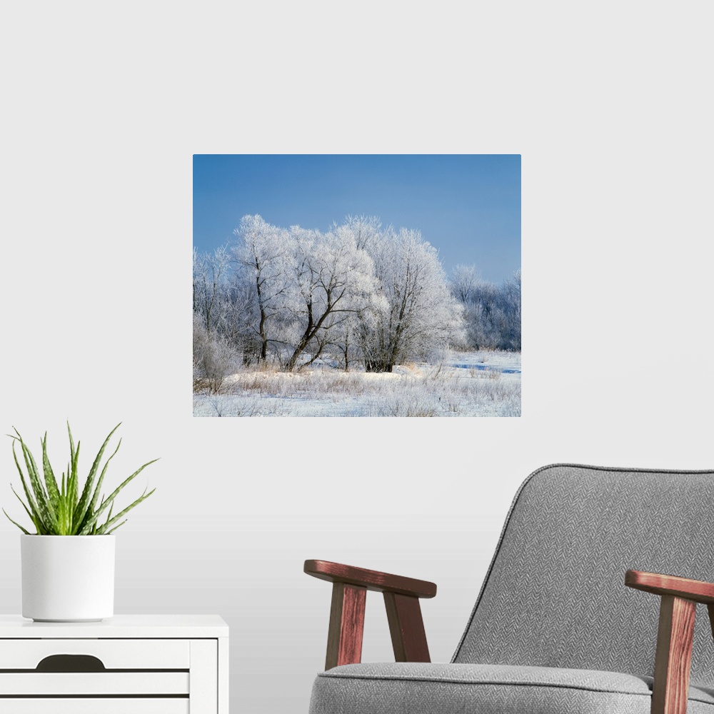A modern room featuring Hoarfrost on trees, Iowa