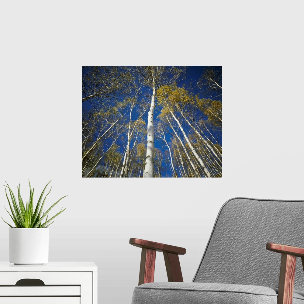 A modern room featuring Low angle view of birch trees, Iwate Prefecture, Tohoku Region, Japan